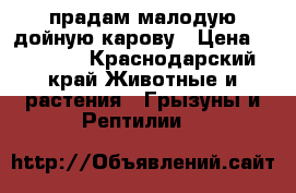 прадам малодую дойную карову › Цена ­ 60 000 - Краснодарский край Животные и растения » Грызуны и Рептилии   